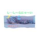 サビ猫ぽちゃの日常スタンプ（個別スタンプ：2）