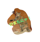 サビ猫ぽちゃの日常スタンプ（個別スタンプ：3）