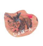 サビ猫ぽちゃの日常スタンプ（個別スタンプ：7）