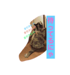 サビ猫ぽちゃの日常スタンプ（個別スタンプ：8）