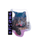 サビ猫ぽちゃの日常スタンプ（個別スタンプ：10）