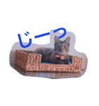 サビ猫ぽちゃの日常スタンプ（個別スタンプ：12）
