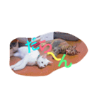サビ猫ぽちゃの日常スタンプ（個別スタンプ：14）