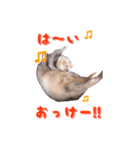 みんなのアイドル！チョコビのスタンプ（個別スタンプ：5）