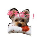 らんちゃん385（個別スタンプ：1）