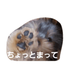 らんちゃん385（個別スタンプ：7）