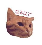 coco2017（個別スタンプ：1）