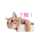 coco2017（個別スタンプ：2）