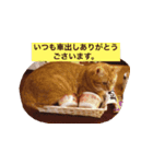 coco2017（個別スタンプ：5）