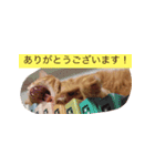 coco2017（個別スタンプ：6）