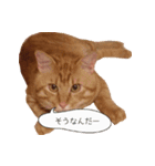 coco2017（個別スタンプ：7）