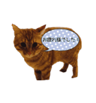 coco2017（個別スタンプ：10）