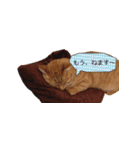 coco2017（個別スタンプ：19）