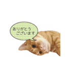 coco2017（個別スタンプ：24）