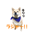 柴犬きゅうちゃん2（個別スタンプ：1）