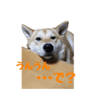 柴犬きゅうちゃん2（個別スタンプ：2）