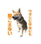 柴犬きゅうちゃん2（個別スタンプ：3）