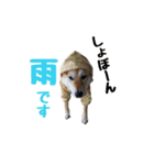 柴犬きゅうちゃん2（個別スタンプ：4）