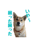 柴犬きゅうちゃん2（個別スタンプ：5）