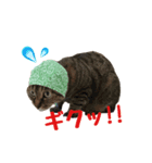 柴犬きゅうちゃん2（個別スタンプ：7）