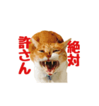 柴犬きゅうちゃん2（個別スタンプ：8）