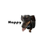 Dachshund GO（個別スタンプ：1）