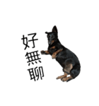 Dachshund GO（個別スタンプ：2）
