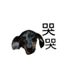 Dachshund GO（個別スタンプ：3）