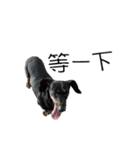 Dachshund GO（個別スタンプ：5）