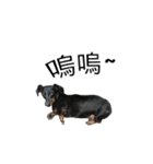 Dachshund GO（個別スタンプ：7）