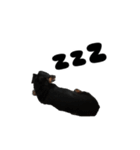 Dachshund GO（個別スタンプ：8）