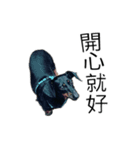 Dachshund GO（個別スタンプ：9）
