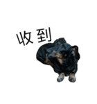 Dachshund GO（個別スタンプ：10）