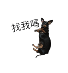 Dachshund GO（個別スタンプ：11）