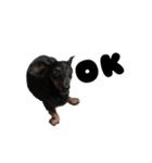 Dachshund GO（個別スタンプ：12）