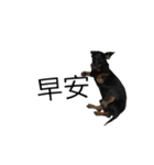 Dachshund GO（個別スタンプ：13）