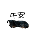 Dachshund GO（個別スタンプ：14）