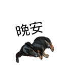 Dachshund GO（個別スタンプ：15）