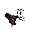 Dachshund GO（個別スタンプ：16）