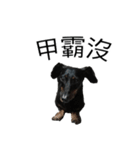 Dachshund GO（個別スタンプ：18）