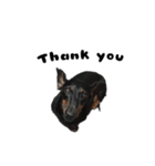Dachshund GO（個別スタンプ：19）