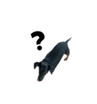 Dachshund GO（個別スタンプ：20）