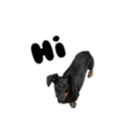 Dachshund GO（個別スタンプ：21）