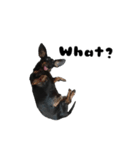 Dachshund GO（個別スタンプ：22）