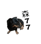 Dachshund GO（個別スタンプ：23）