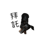 Dachshund GO（個別スタンプ：24）