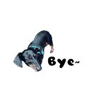 Dachshund GO（個別スタンプ：25）