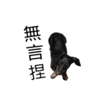 Dachshund GO（個別スタンプ：27）
