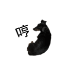 Dachshund GO（個別スタンプ：28）