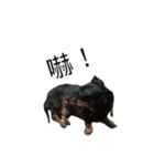 Dachshund GO（個別スタンプ：29）